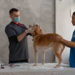 Tierarztpraxis Gegenstände Werkzeuge Materialien