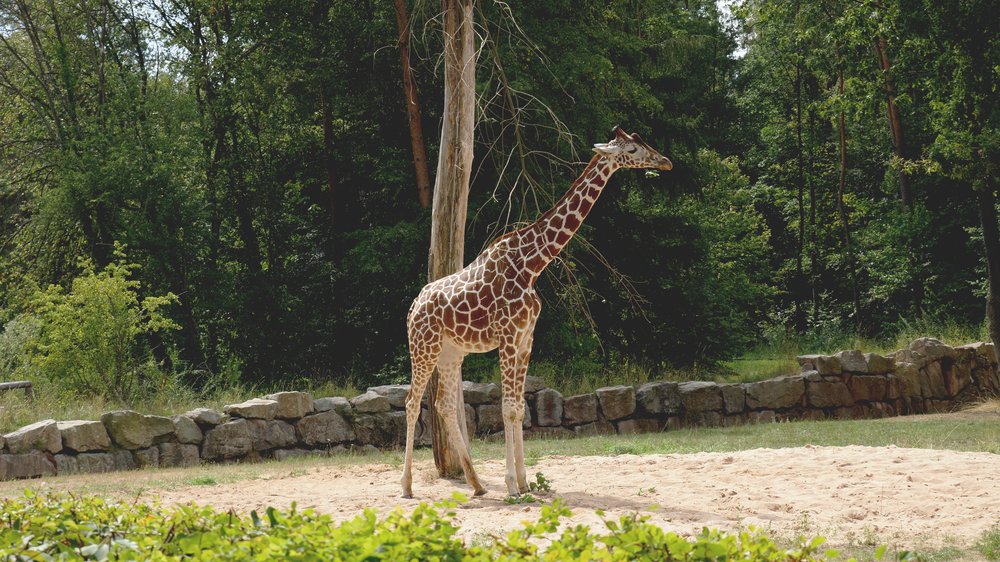 giraffe schleifmaschine
